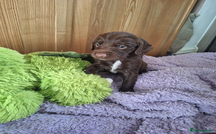 Sprocker dogs - Advert 16