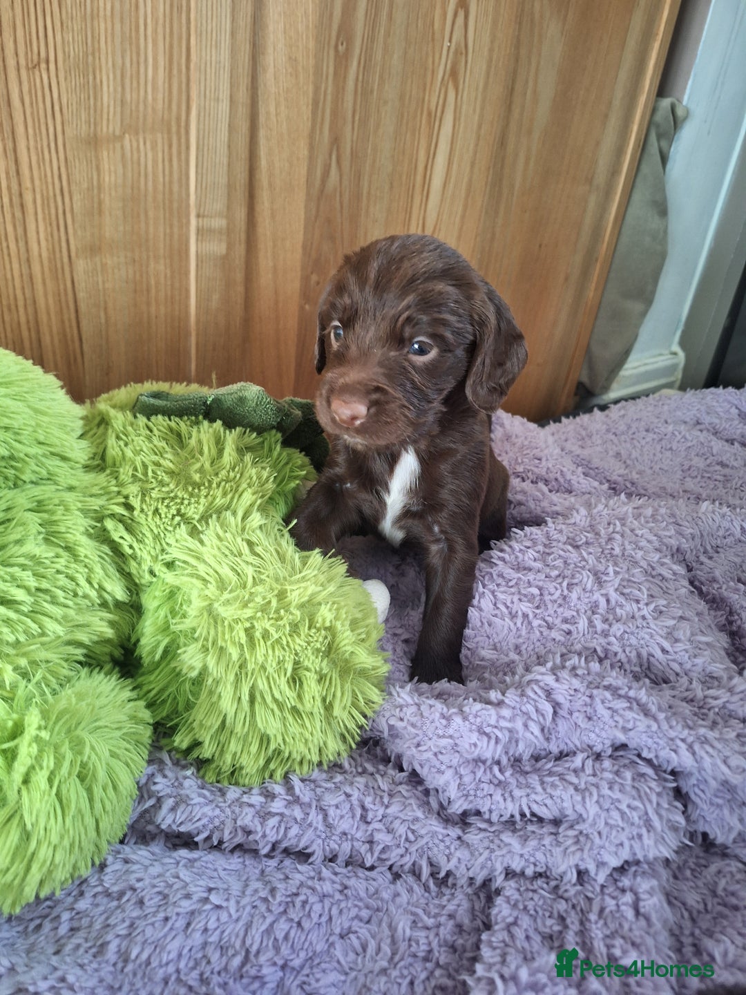 Sprocker dogs for sale: Beautiful Sprocker Spaniel Puppies  - Image 1