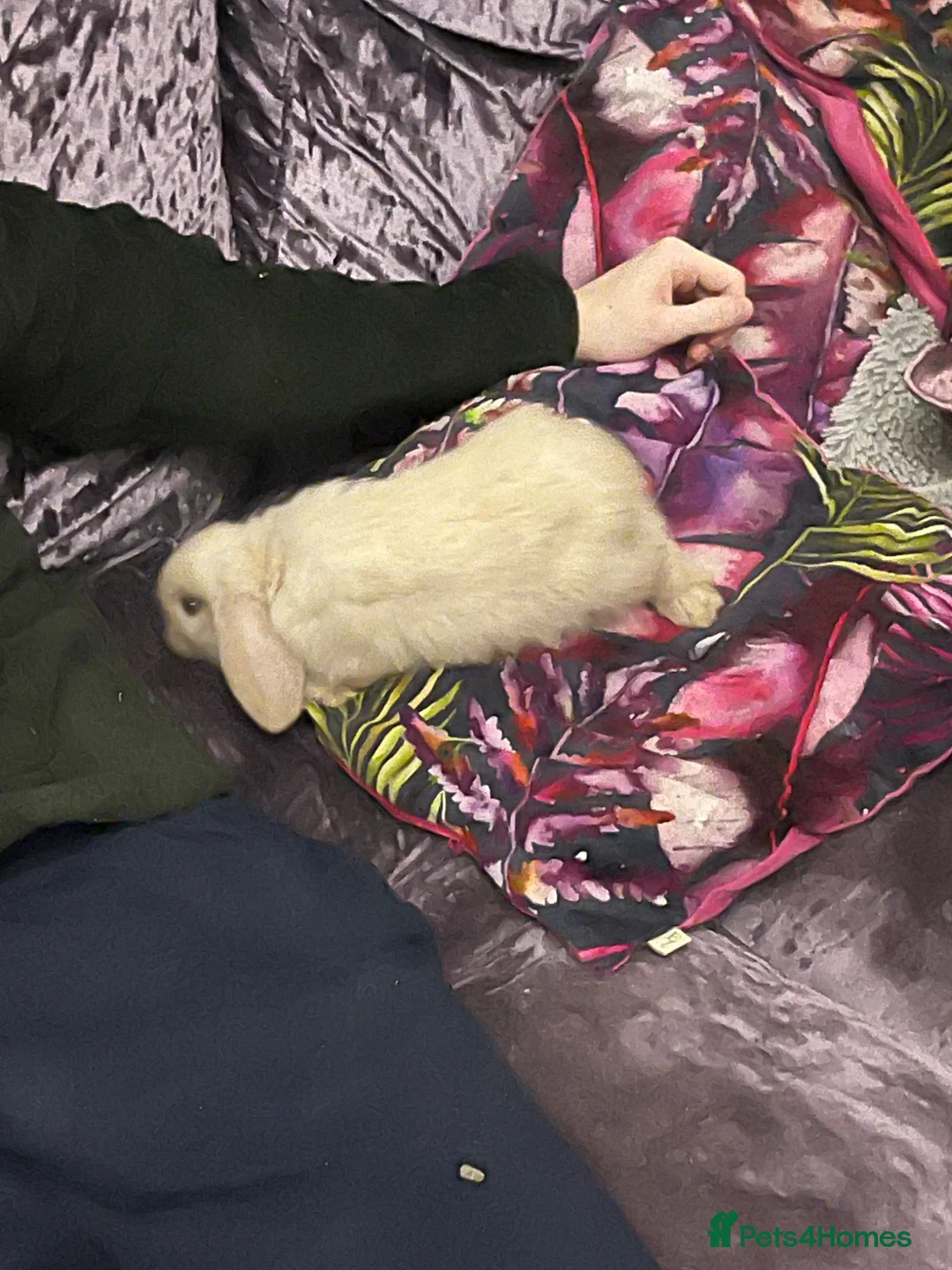 Mini Lop rabbits for sale: Beautiful lop bunny white needs a good home  in London - Advert 2