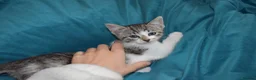Mixed Breed cats for sale: 6 Gorgeous kittens for sale - Advert 18