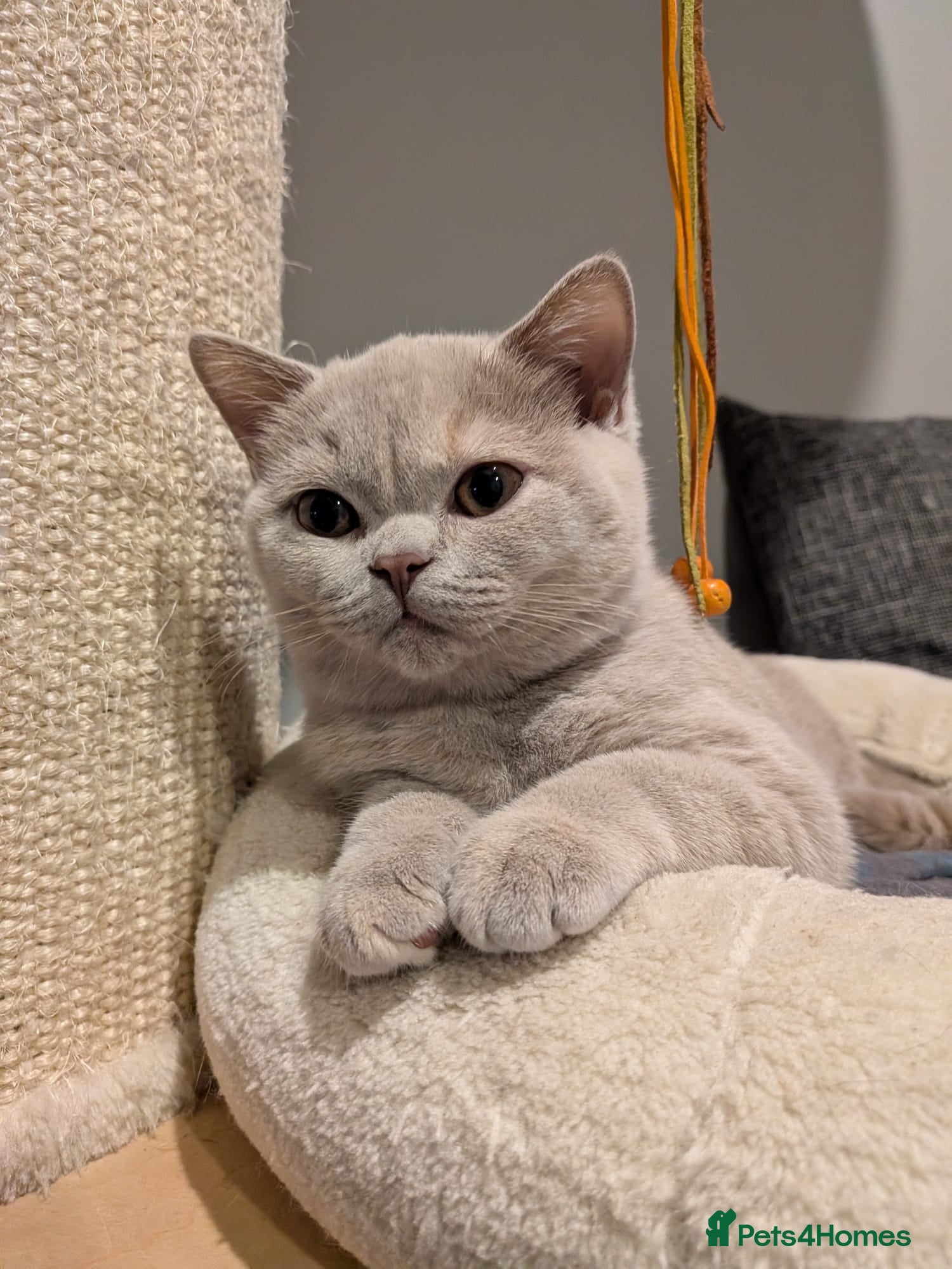 British Shorthair cats GCCF Registered Championship Line BSH Kittens - Advert 3