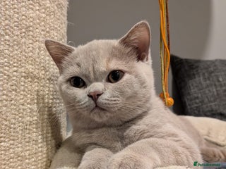 British Shorthair cats GCCF Registered Championship Line BSH Kittens - Advert 12