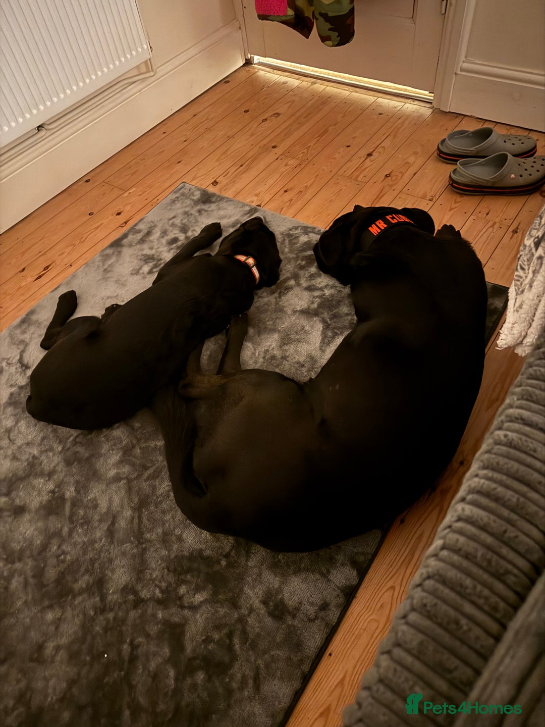 Mixed Breed dogs for sale: Madjeska shepherd for sale  - Advert 4