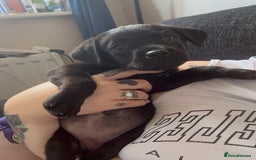 Mixed Breed dogs for sale: Reduced! Last little lady  - Image 1