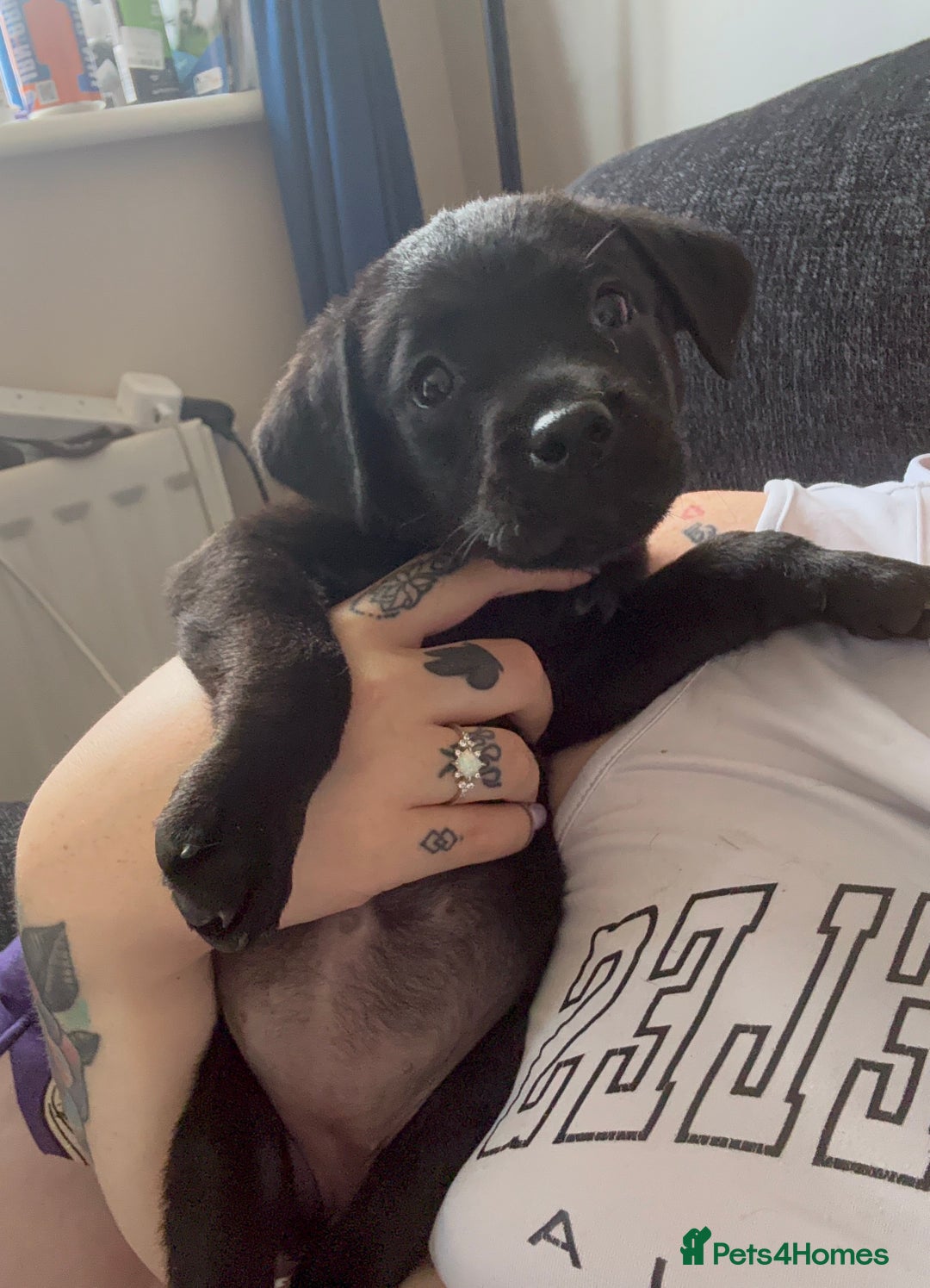Mixed Breed dogs for sale: Reduced! Last little lady  - Image 1