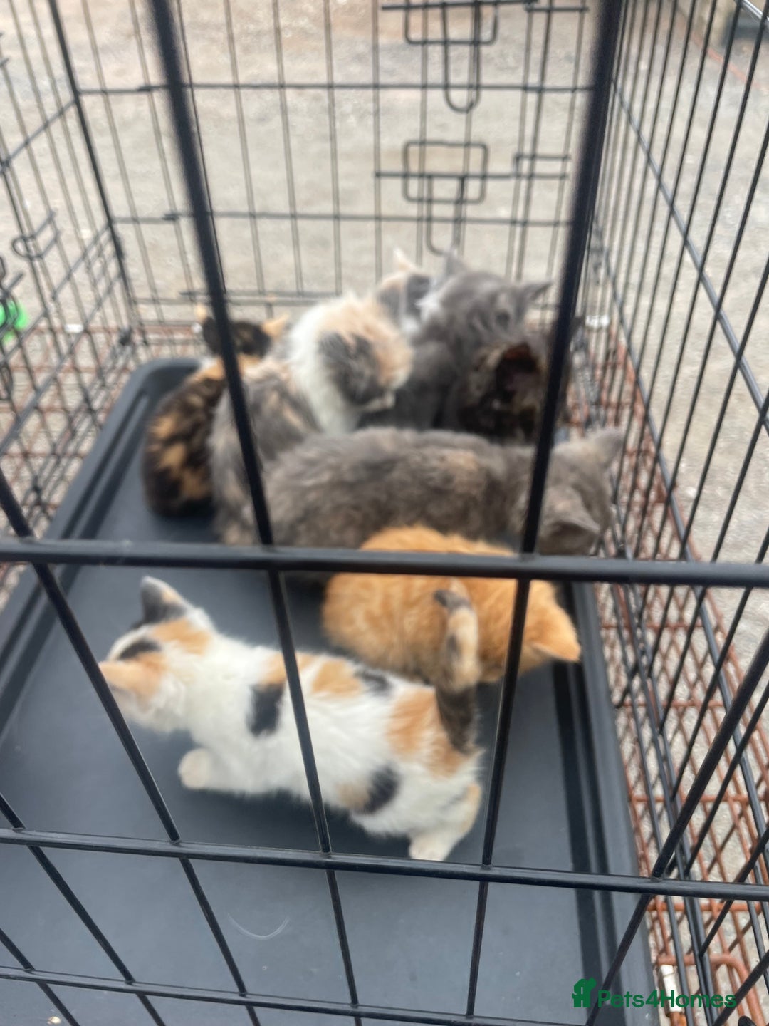 Ragdoll cats for sale: Randall x kittens - Image 1