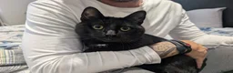 Mixed Breed cats for sale: Shadow tabby he is mixed bengle and short hair in Farnham - Advert 1