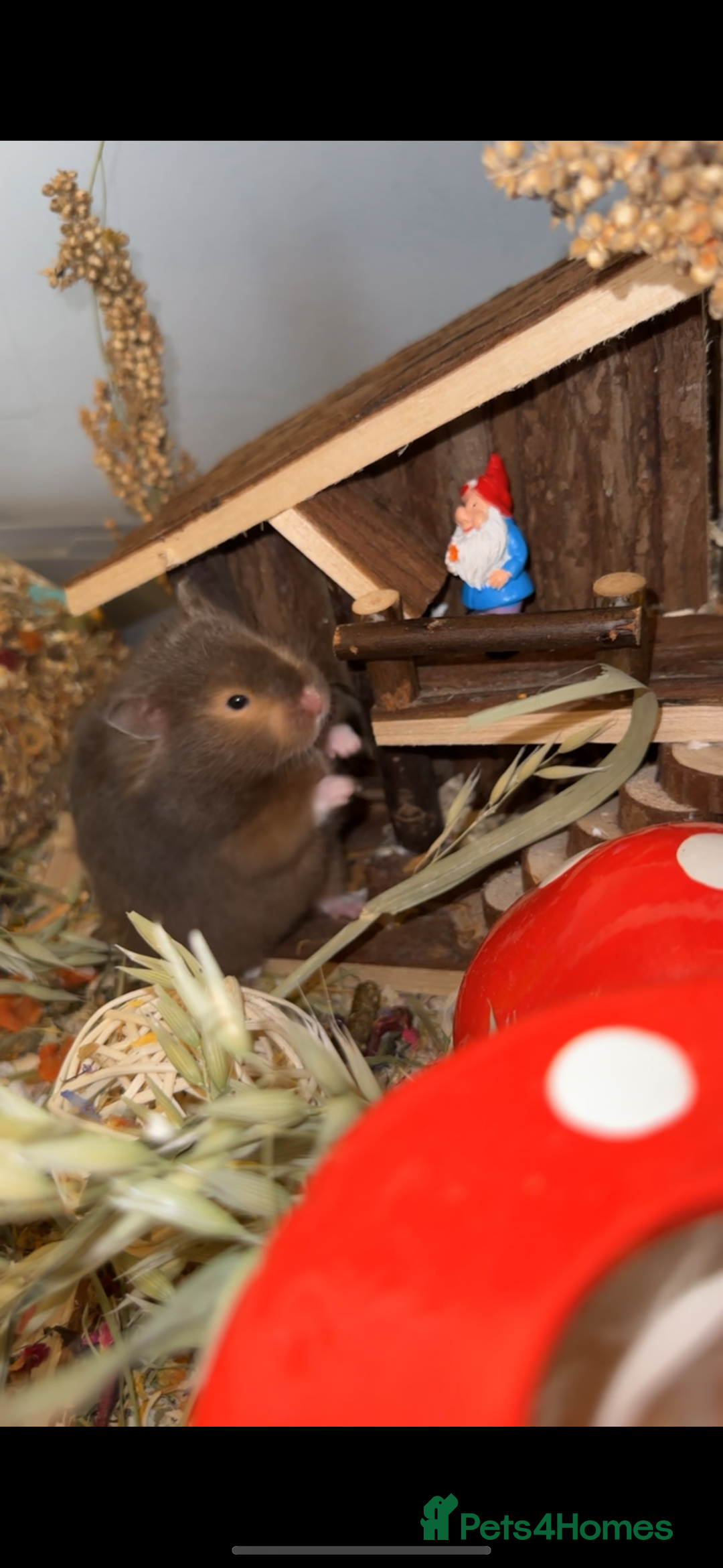 Hamster rodents for sale: Baby hamsters  - Advert 28