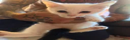 Mixed Breed cats for sale: two female kittens  - Advert 2