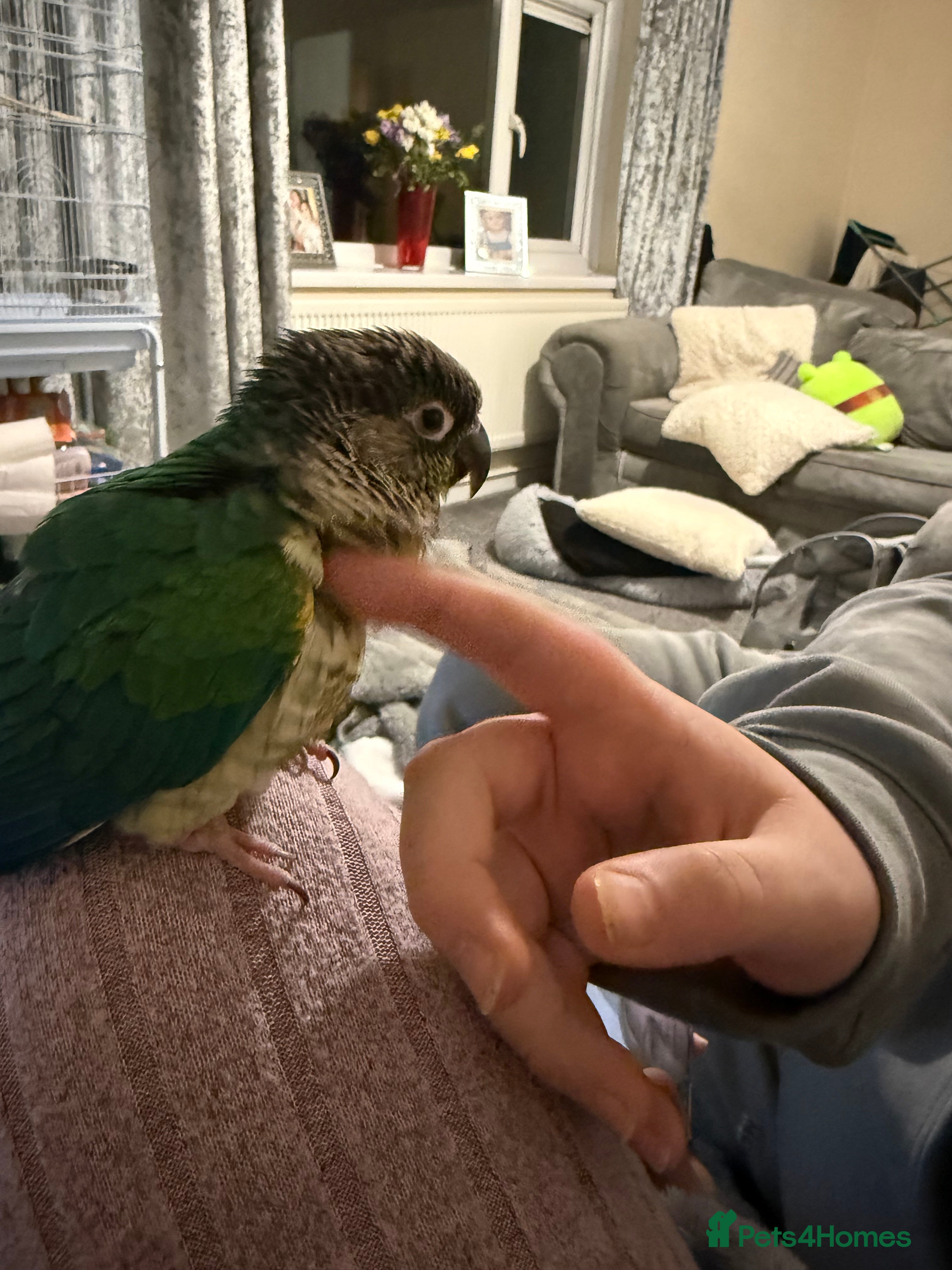 Conures birds Beautiful bird  - Advert 1