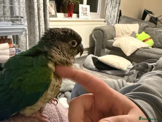 Conures birds Beautiful bird - Advert 1