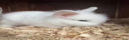 Lionhead rabbits for sale: 3 Lionhead Rabbits - Advert 2