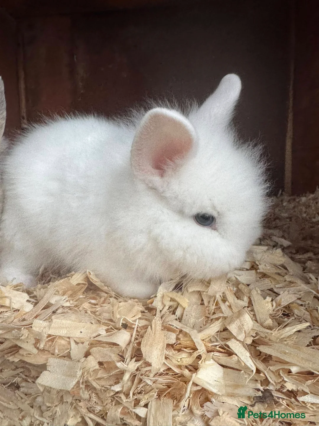 Lionhead rabbits for sale: 3 Lionhead Rabbits - Advert 2
