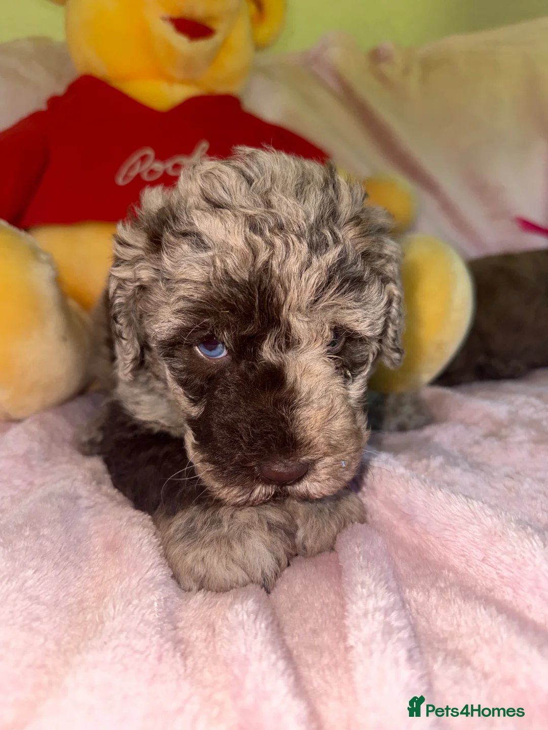 Australian Labradoodle dogs for sale: Australian labradoodles  - Advert 2
