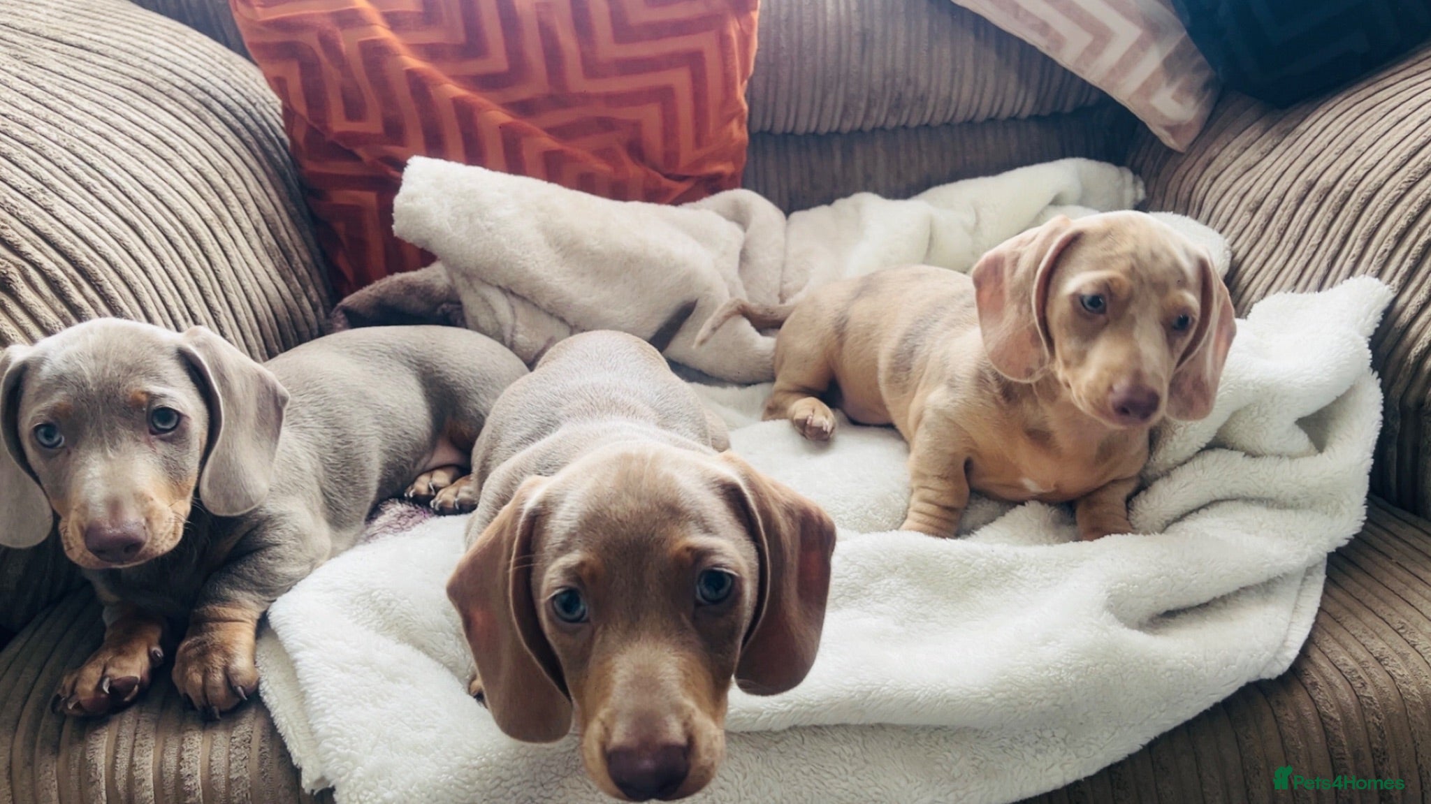 Miniature Dachshund dogs Beautiful miniature dachshunds  - Advert 16