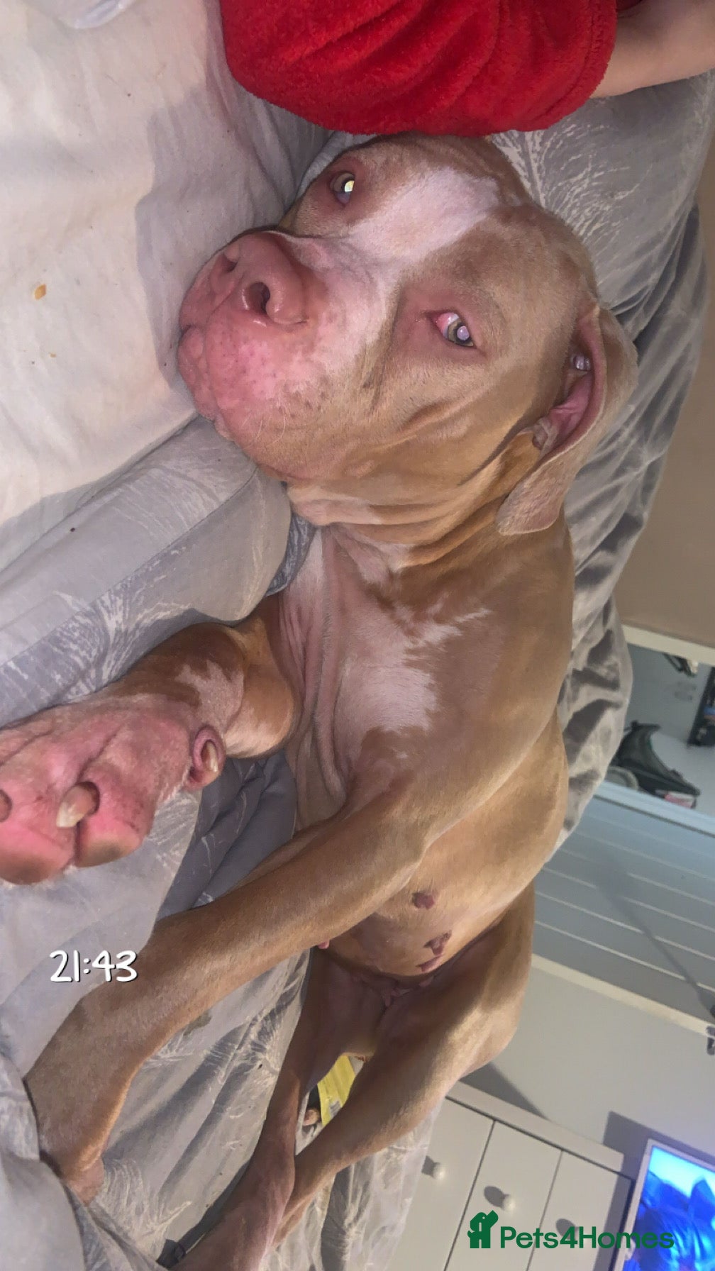 Mixed Breed dogs American bully x American bull staff 💙💕 - Advert 6