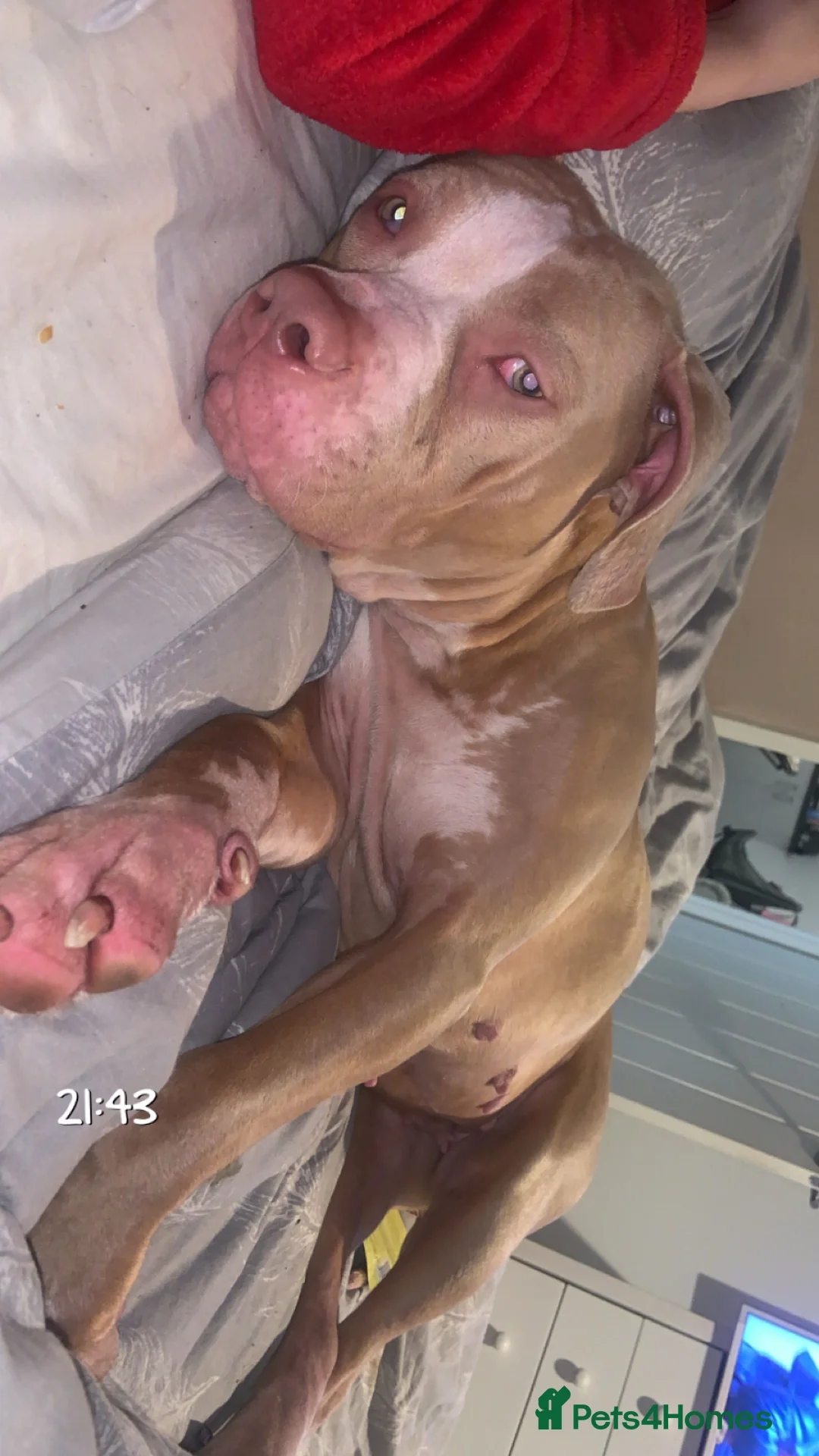 Mixed Breed dogs for sale: American bully x American bull staff 💙💕 in Salford - Advert 1