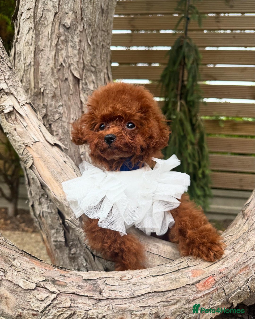Toy Poodle dogs for sale: Asian Poodle Girl  in London - Image 13