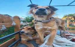Mixed Breed dogs for adoption: COFFEE & ROBYN  – adopt a bonded pair  - Advert 4