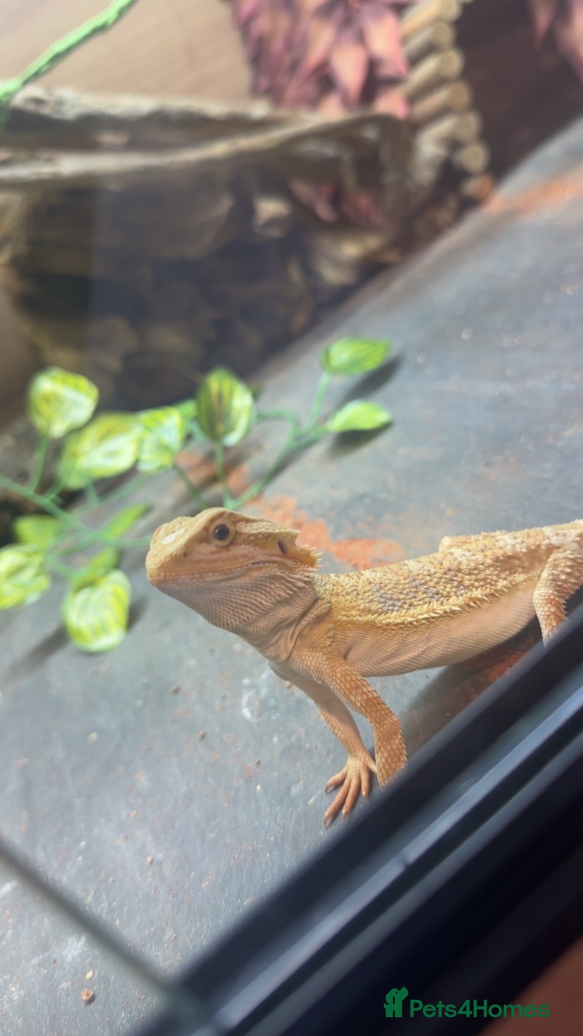 Bearded Dragon reptiles Female bearded dragon for rehome - Advert 1