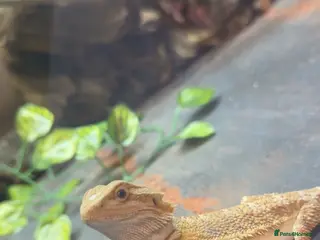 Bearded Dragon reptiles Female bearded dragon for rehome - Advert 1