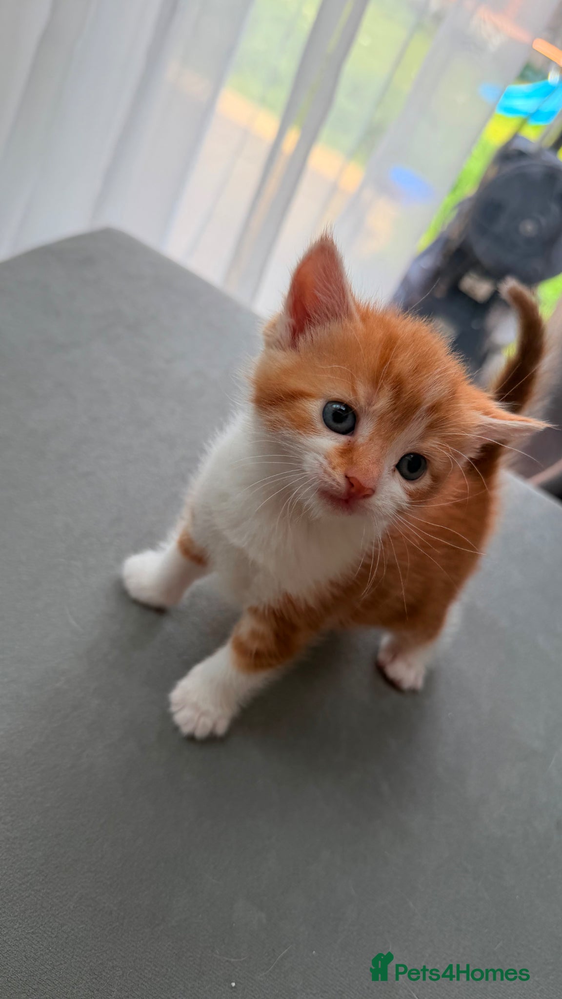 Mixed Breed cats for sale: Stunning and very playfull kittens - Advert 5