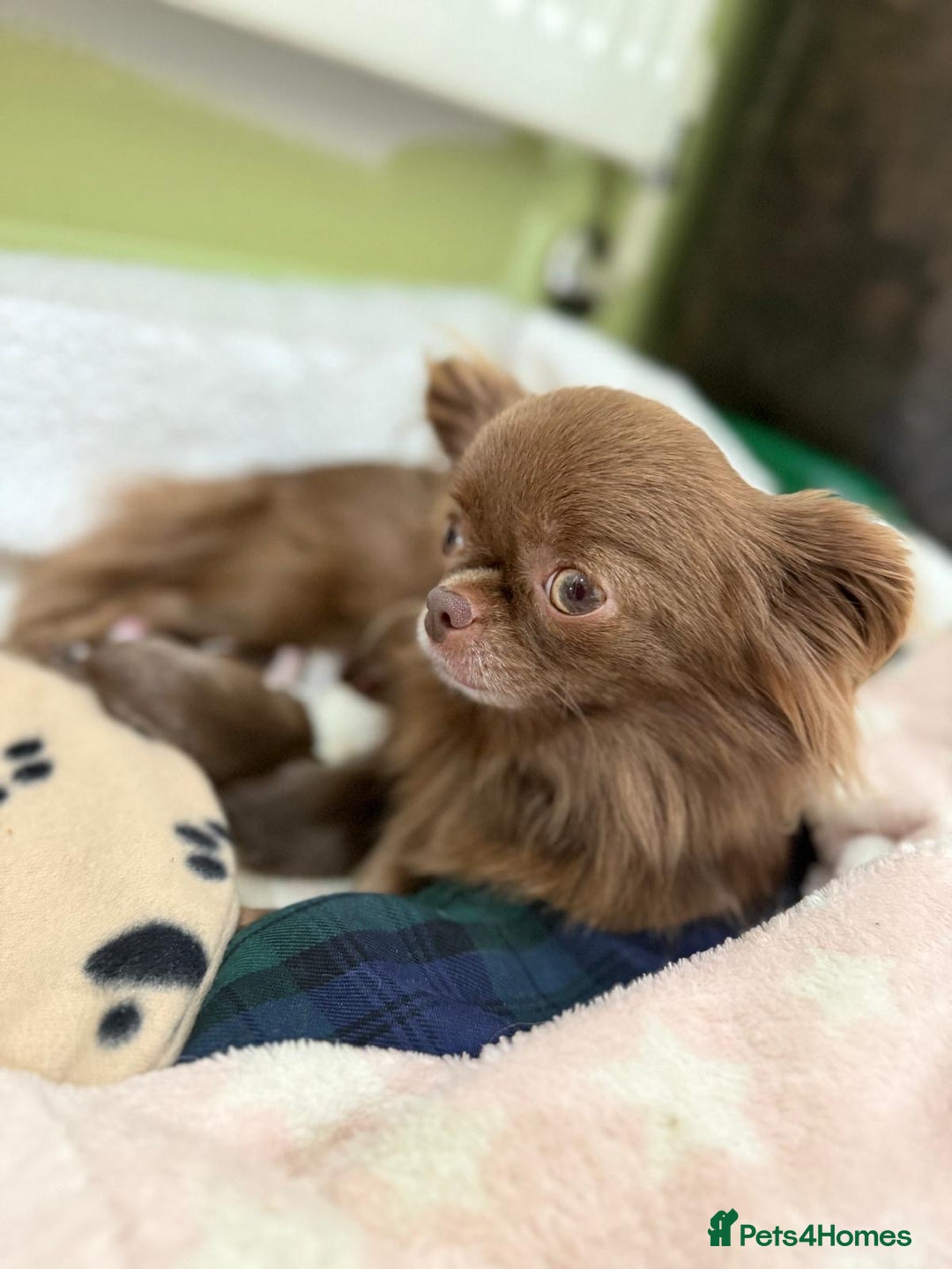 Chihuahua dogs for sale: Russian/Thai Chihuahua  - Advert 1