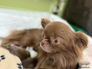 Chihuahua dogs Russian/Thai Chihuahua - Advert 1