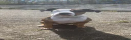 Mixed Breed dogs for sale: Looking to rehome  - Advert 2