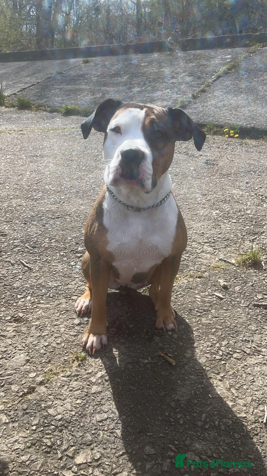 Mixed Breed dogs for sale: Looking to rehome  - Advert 2