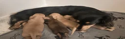 Miniature Dachshund dogs for sale: Stunning long haired miniature dachshund  - Advert 12