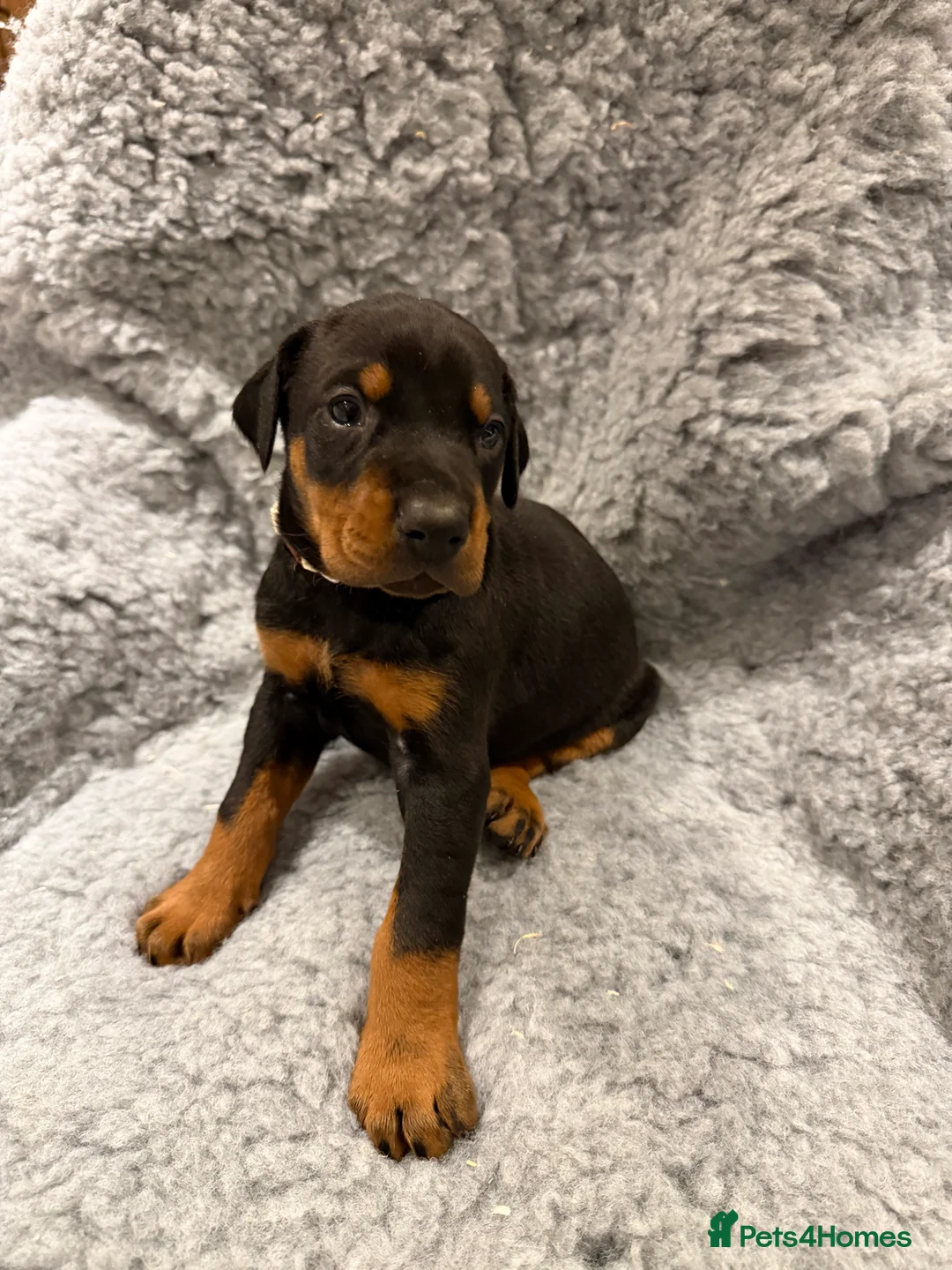 Dobermann dogs for sale: 8 stunning Doberman puppies  - Advert 10