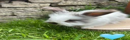 Angora rabbits for sale: Full Face English Angoras - Advert 25