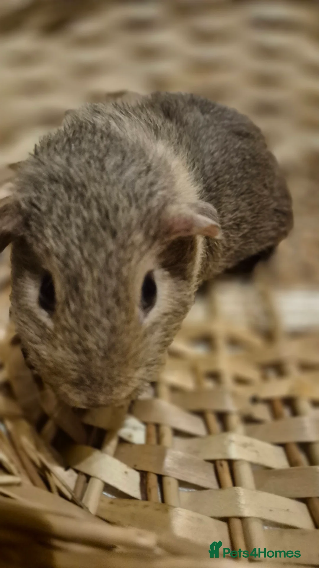 Guinea Pig rodents for sale: Adorable baby guinea pigs  - Advert 4