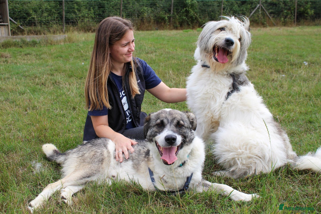 Mixed Breed dogs for adoption: 3 legged Theo is looking for his forever family! - Image 3