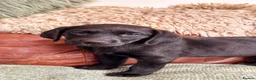 Labrador Retriever dogs for sale: Exceptional KC Reg Labrador Puppies For Sale! - Advert 2