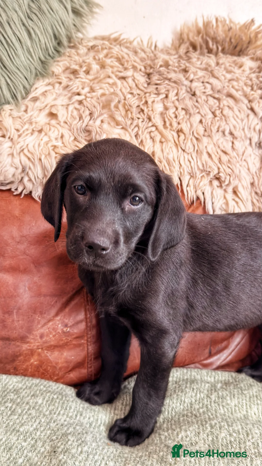 Labrador Retriever dogs for sale: Exceptional KC Reg Labrador Puppies For Sale! - Advert 2