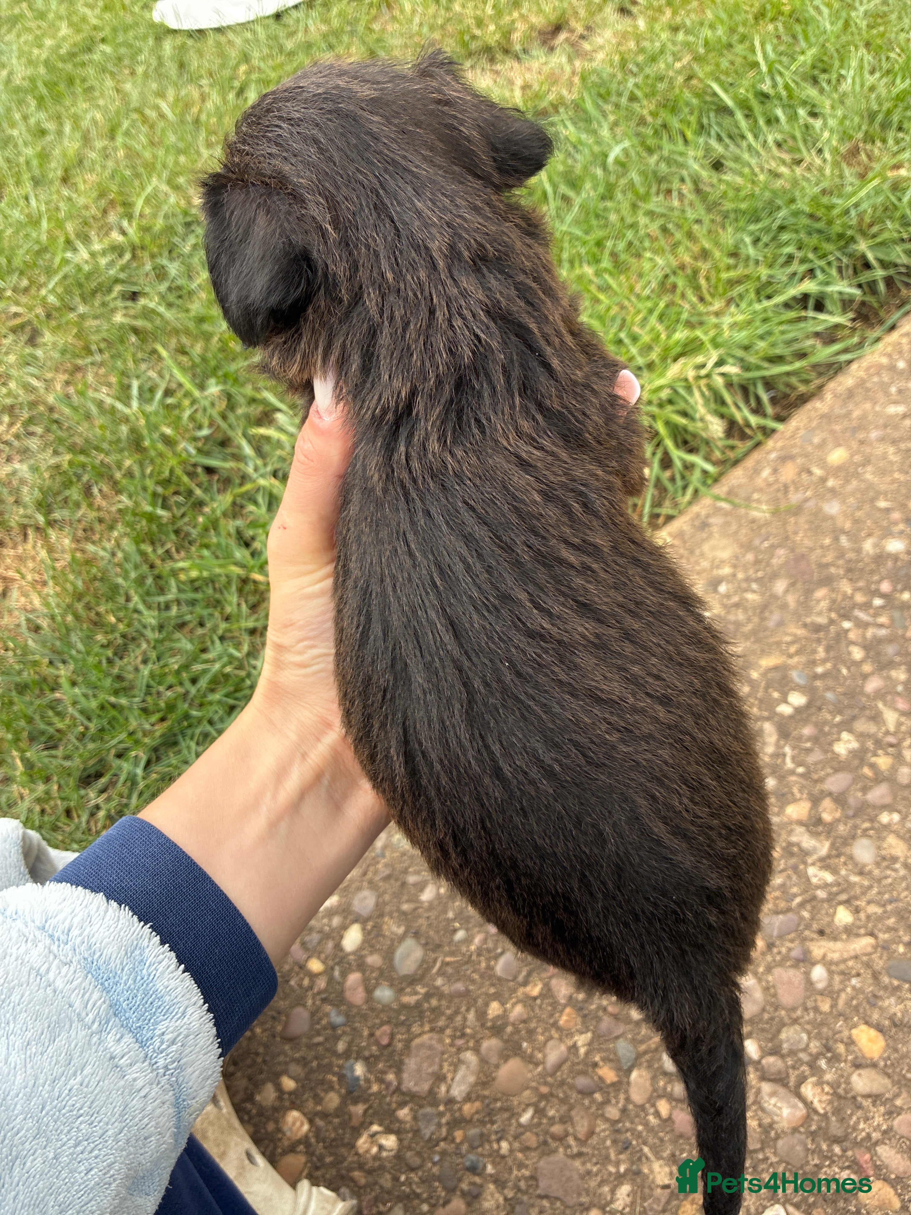 Mixed Breed dogs for sale: Patterdale Lakeland’s - Advert 14