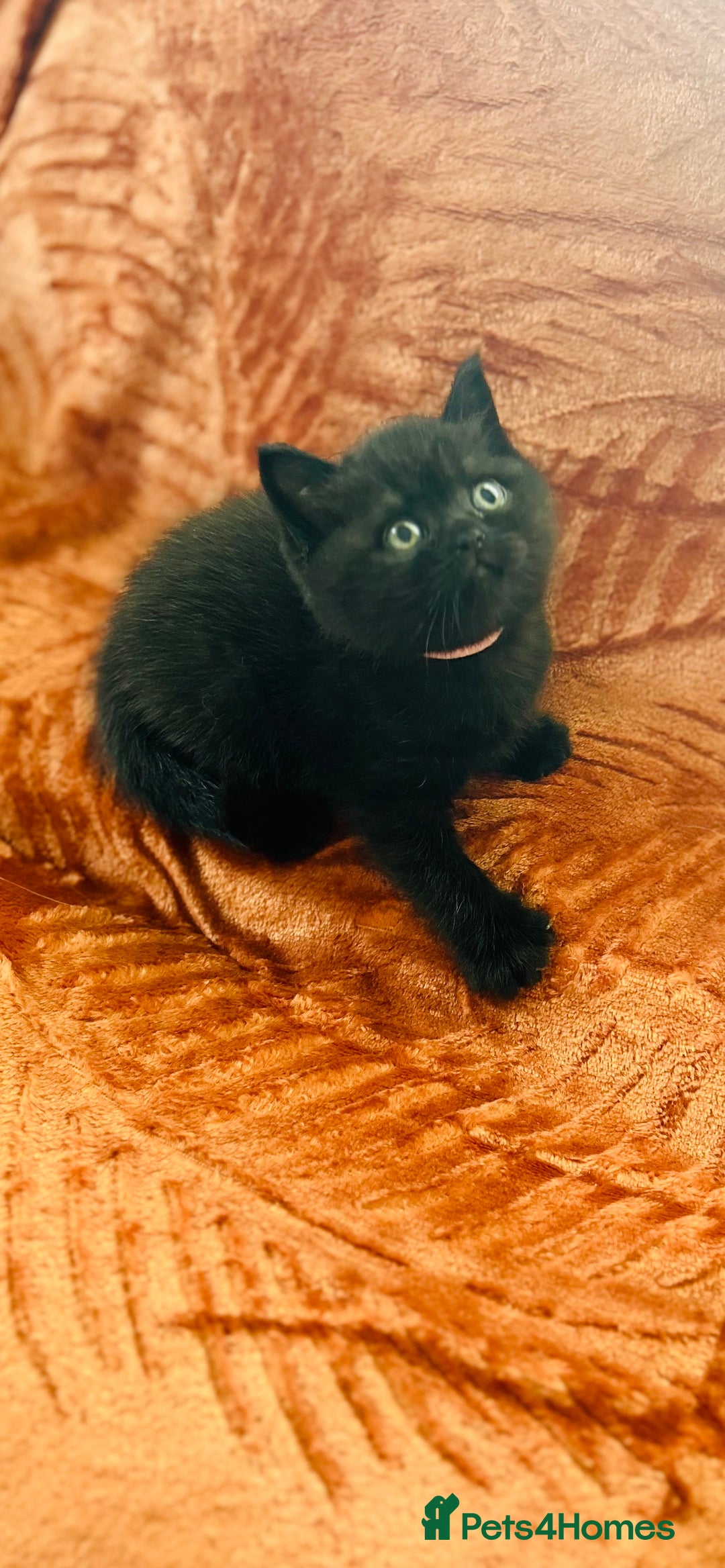 British Shorthair cats for sale: Amazing BSH Kittens  - Image 9