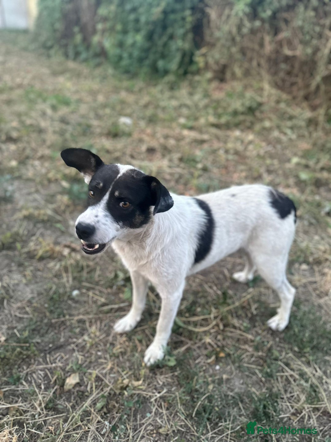 Mixed Breed dogs for adoption: PATROCLE – a Lovely boy for a Loving Home - Image 25