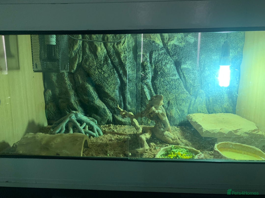 Bearded Dragon reptiles for sale: Bearded Dragon and full Vivarium Set Up - Image 4