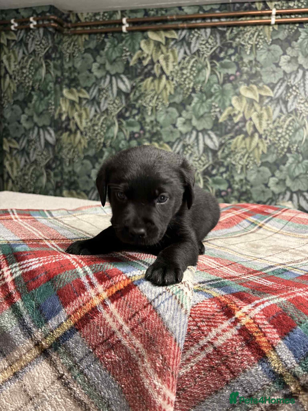 Labrador Retriever dogs for sale: 6 beautiful boy Labrador retrievers  - Image 5