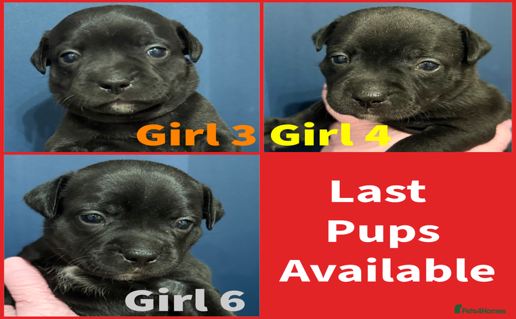 Staffordshire Bull Terrier dogs - Advert 14