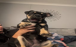 Mixed Breed dogs for sale: Old tyme puppy cross english - Image 1