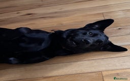 Labrador Retriever dogs for sale: Black Labrador for sale - Advert 4