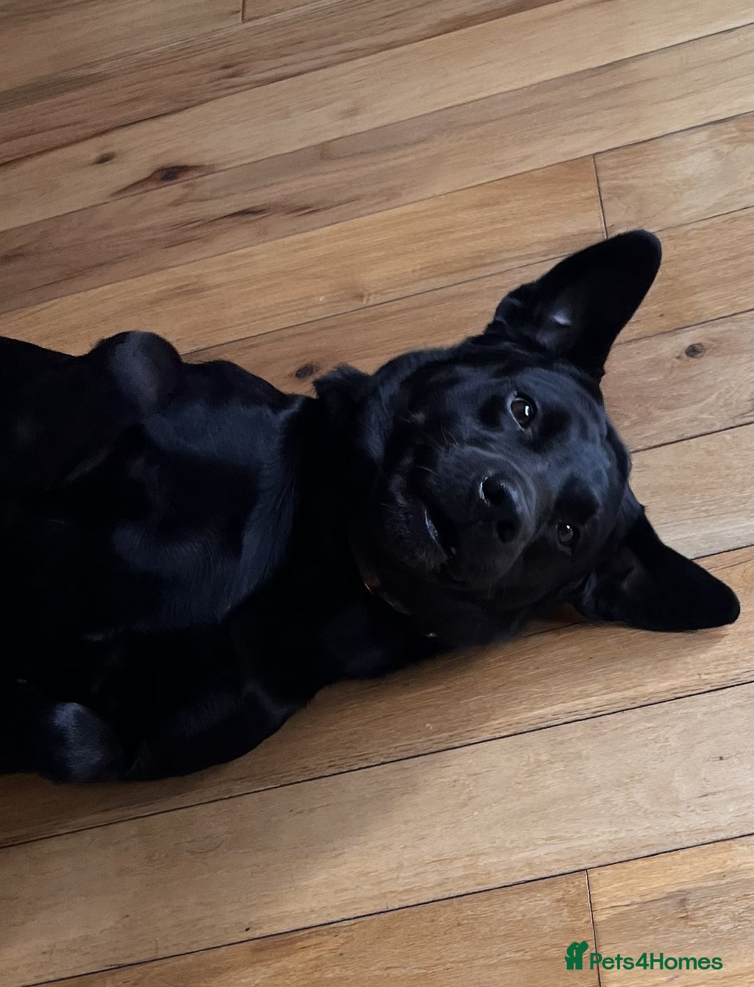 Labrador Retriever dogs for sale: Black Labrador for sale - Advert 4