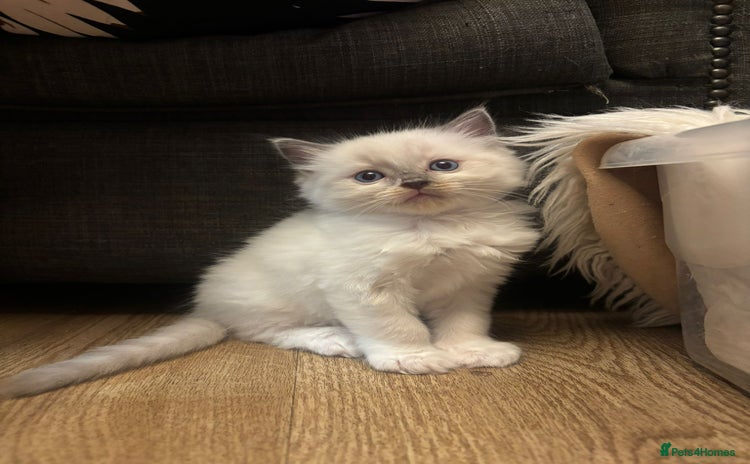 Ragdoll cats - Advert 3