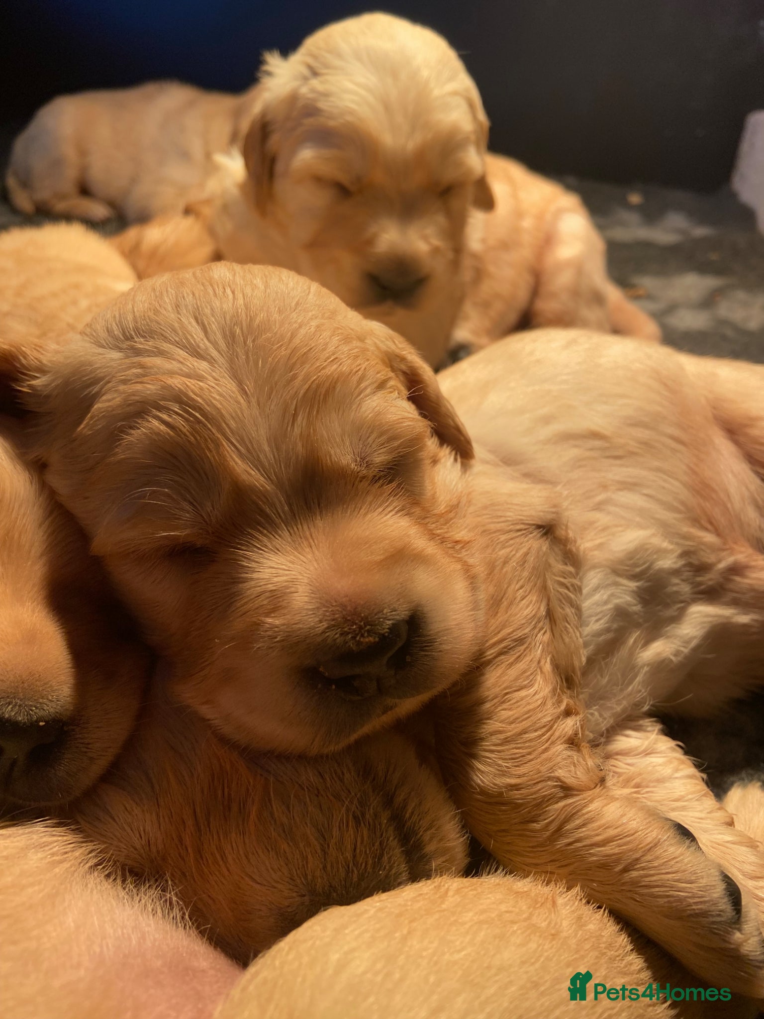 Goldador dogs Labrador x Golden Retriever puppies  - Advert 1