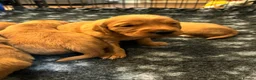 Golden Retriever dogs for sale: 🌟DNA clear, super dark, golden puppies 🌟 - Advert 7