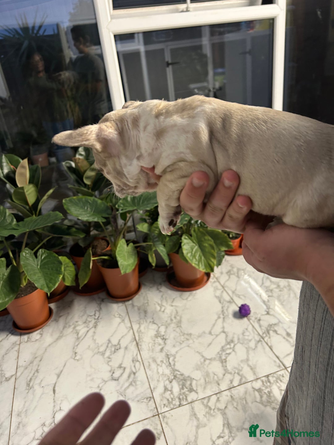 French Bulldog dogs for sale: 3 Extremely beautiful French bull terriers kc reg  - Advert 16